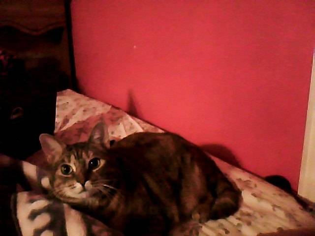 tiger - (3 ans)