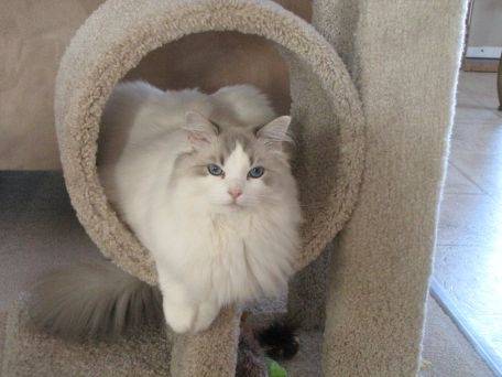 Belle - (3 ans)