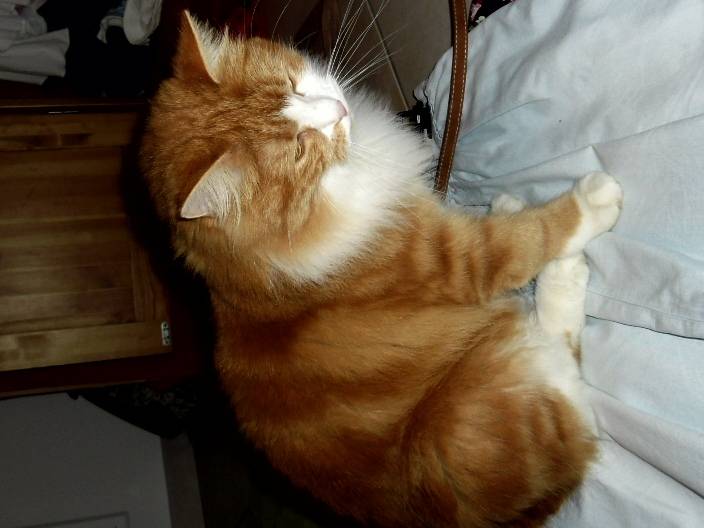 chat -