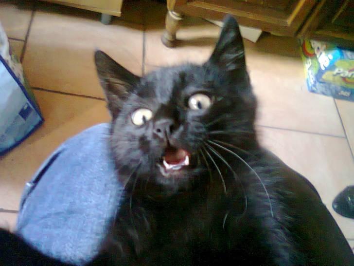 nougatin - (2 ans)