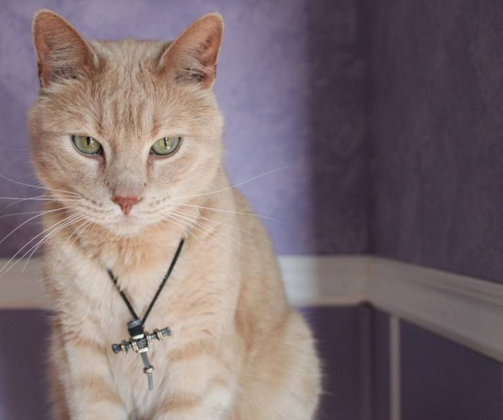Blossom - Mâle (7 ans)