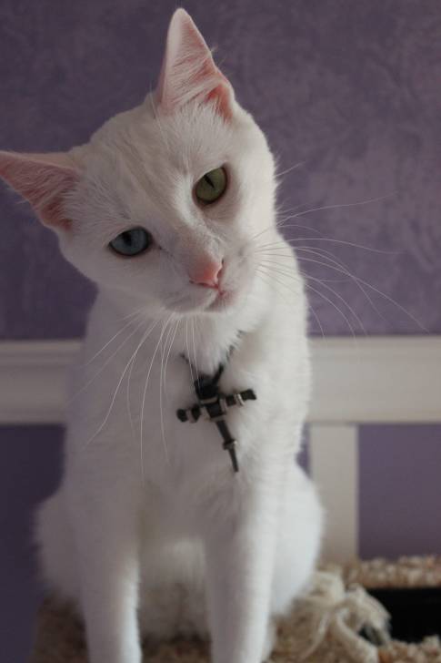 Daisy - (5 ans)