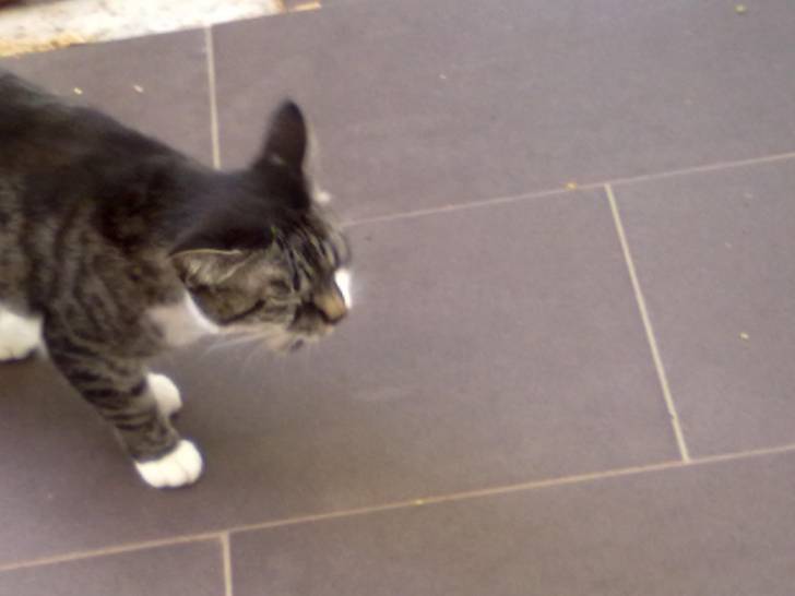 Filou - (4 ans)