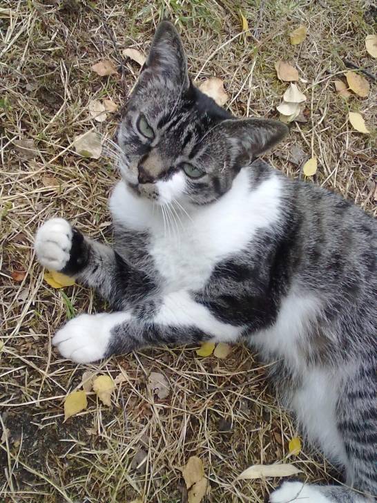 Filou - (4 ans)