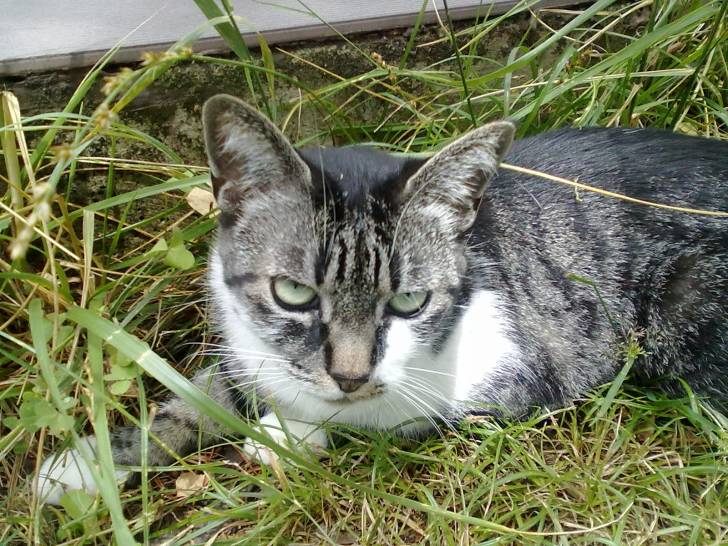 Filou - (4 ans)