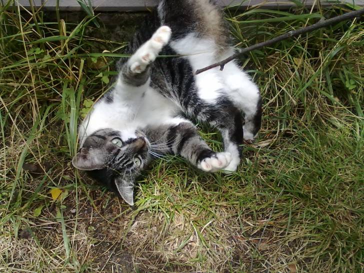 Filou - (4 ans)