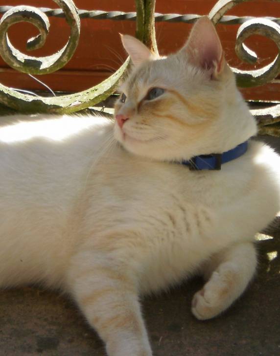 Gros minet - Mâle (5 ans)