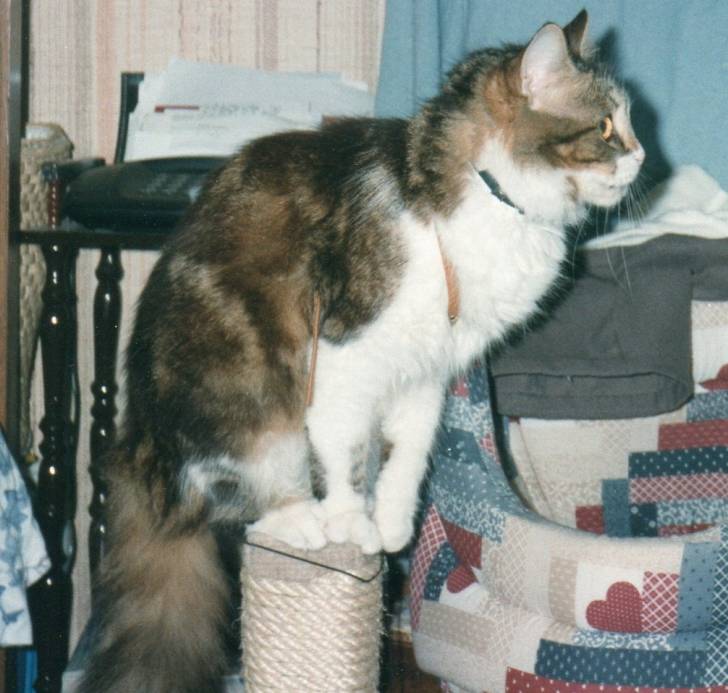 Liloune - (13 ans)
