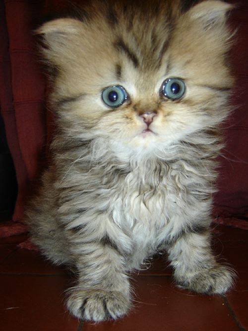 Cat twin - (1 an)
