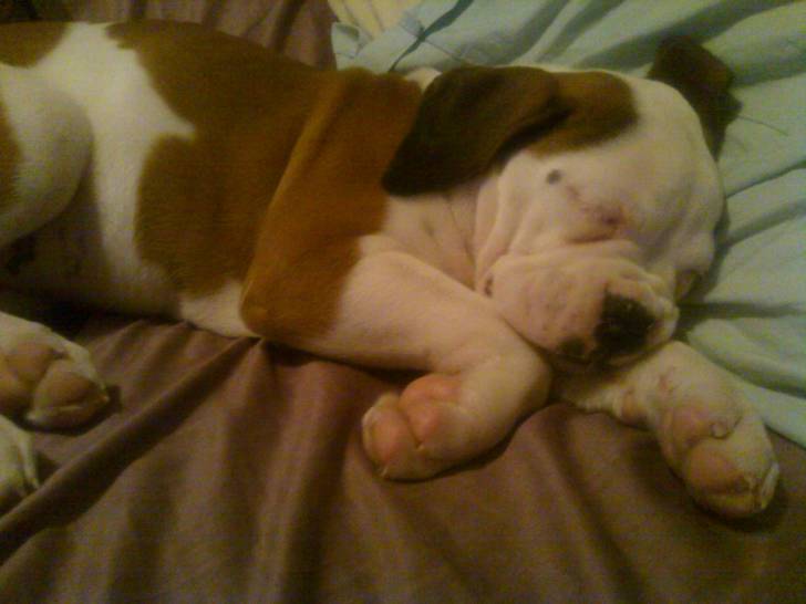 Alice as a puppy - (5 ans)