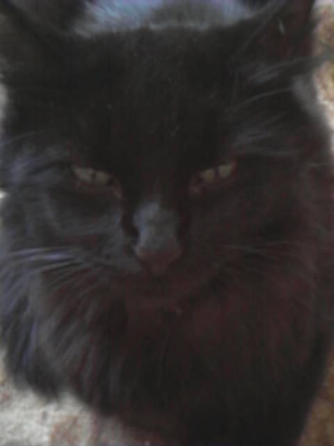 Bon Bon - Mâle (3 ans)