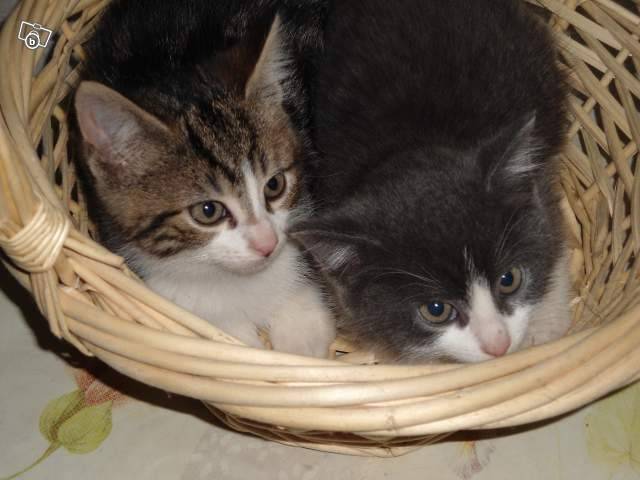 caline et mystic - (5 mois)