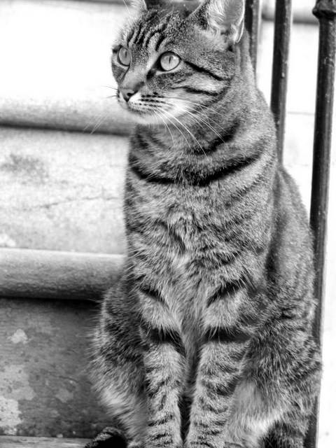 Ciboulette - (6 ans)