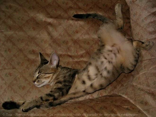 loulou - (6 mois)