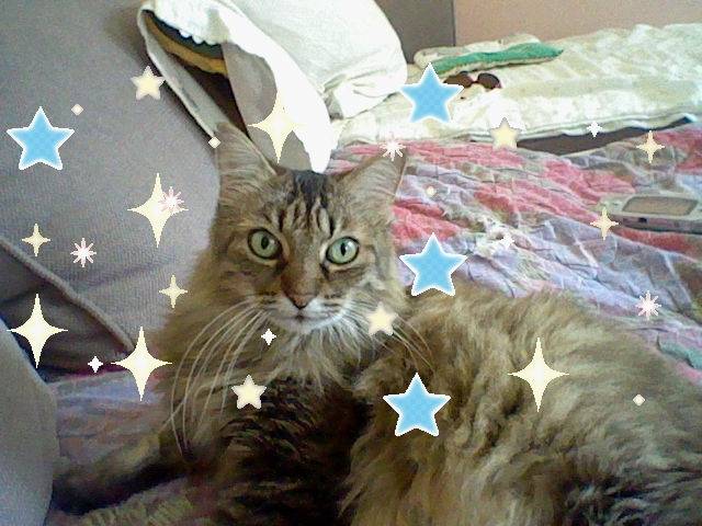 Pupuce - (7 ans)
