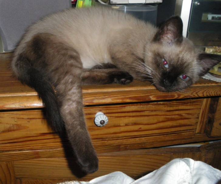 maya - (8 mois)