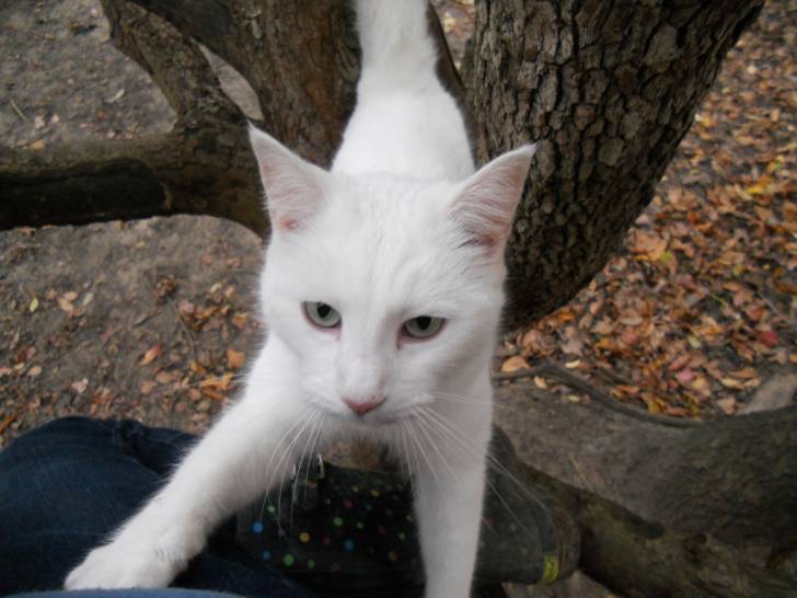 Poker - (2 ans)