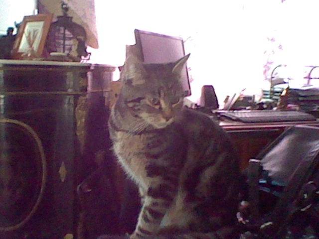 lancelote - (5 mois)