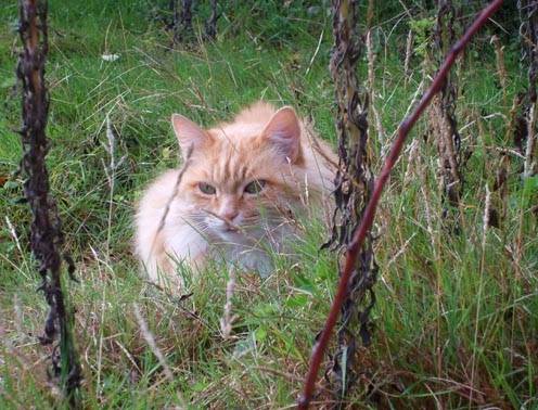 tiketak - Mâle (13 ans)