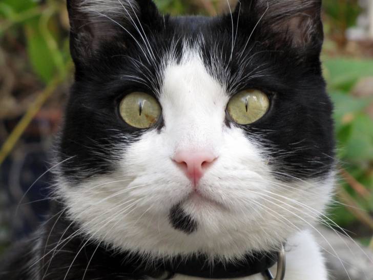 Fripon - Mâle (5 ans)
