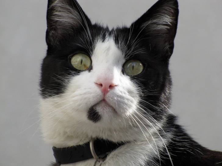Fripon - Mâle (5 ans)