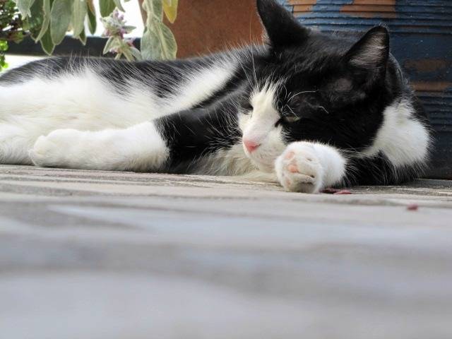 Fripon - Mâle (5 ans)
