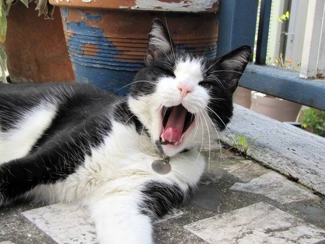 Fripon - Mâle (5 ans)