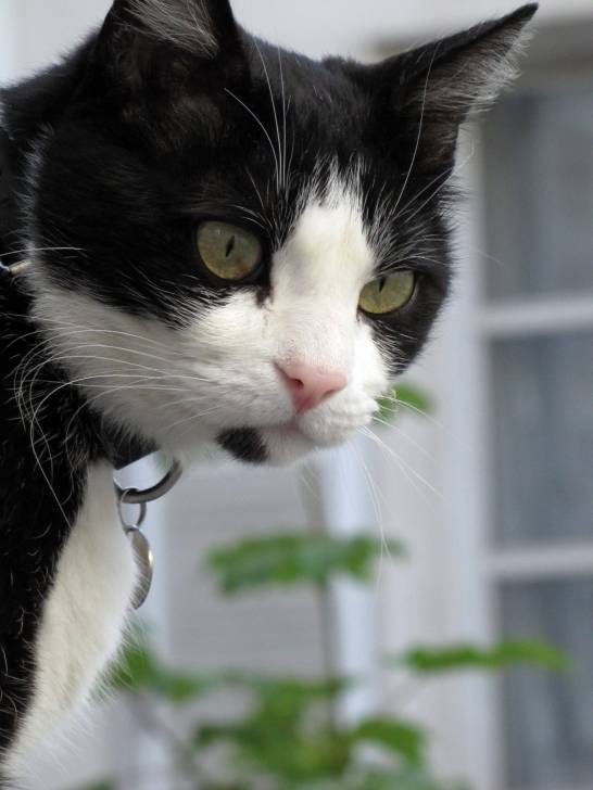 Fripon - Mâle (5 ans)