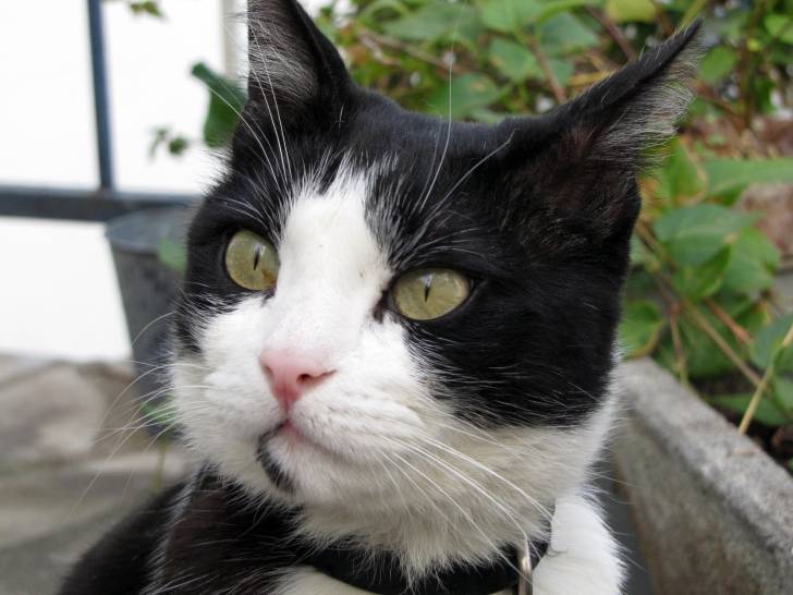 Fripon - Mâle (5 ans)