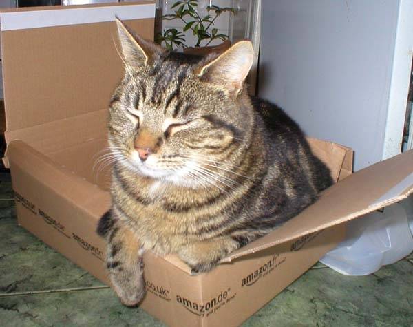 Oliver - Mâle (3 ans)