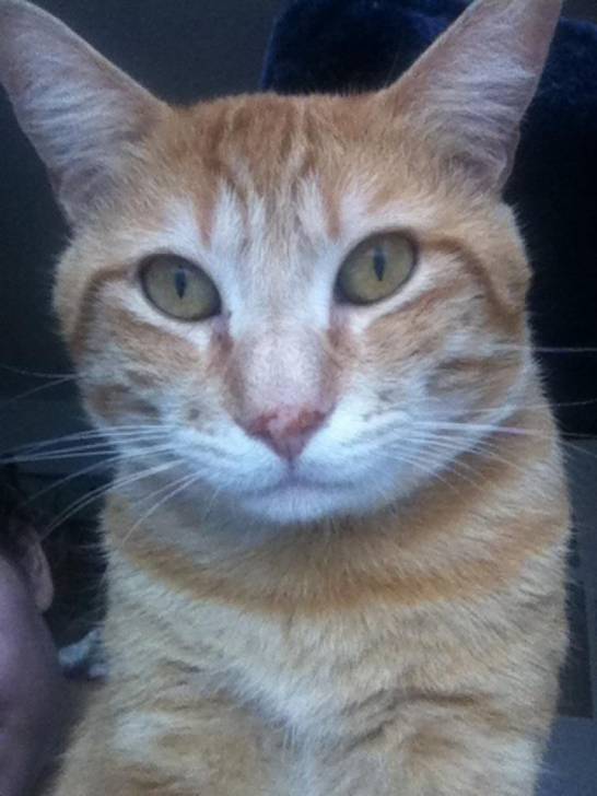 garfield - Mâle (3 ans)