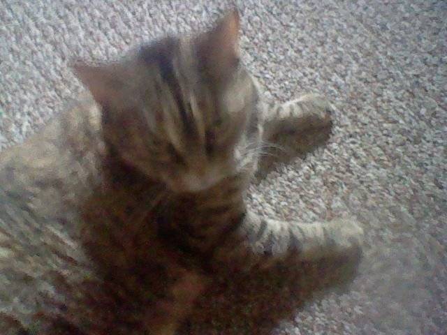 Missey - (6 ans)