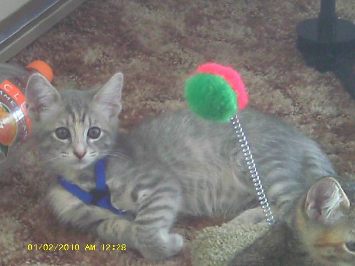 my kitty Blueyes - (10 mois)