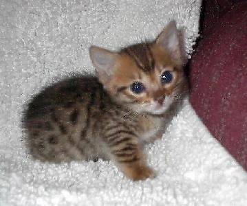 froufrou - (1 mois)