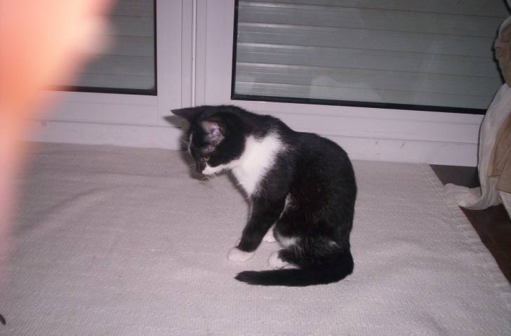 mon chat - (6 mois)