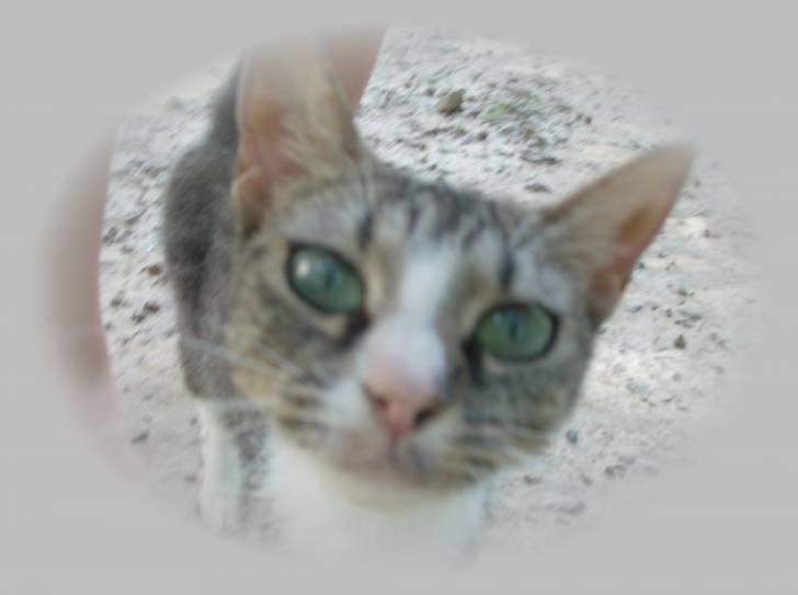 mr.kitty - (2 ans)