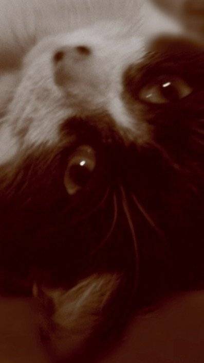 Pepsi Cola - (6 mois)