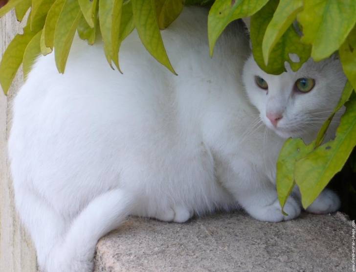 Maya - (16 ans)