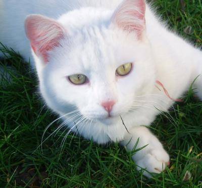 Maya - (16 ans)