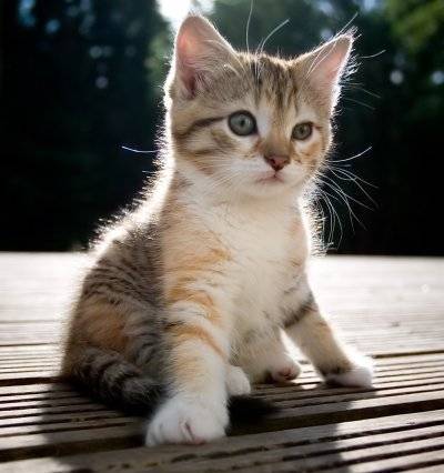 Roxy - (3 mois)
