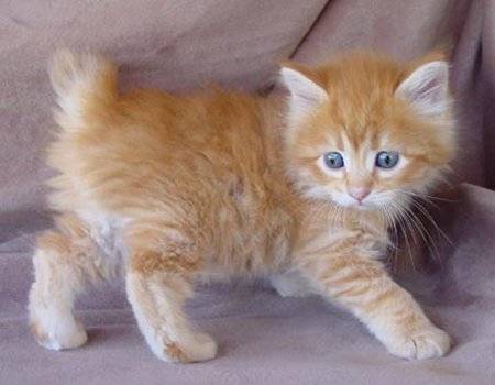 Ginger - (3 mois)