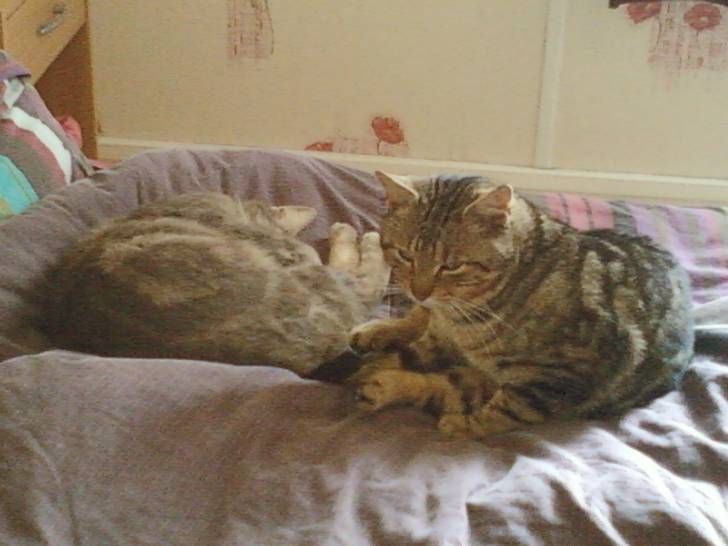 Praline(à droite) et Quoctel(à gauche) - (5 ans)