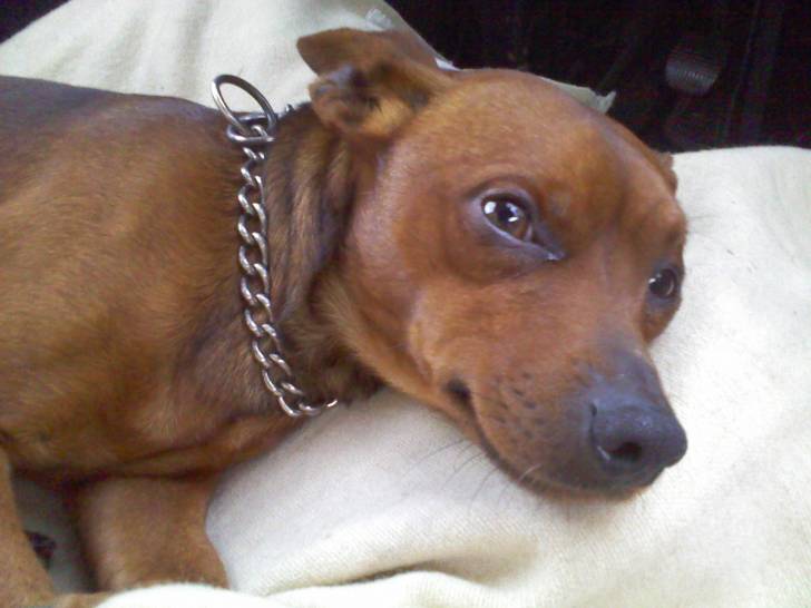 Ludo - Mâle (4 ans)