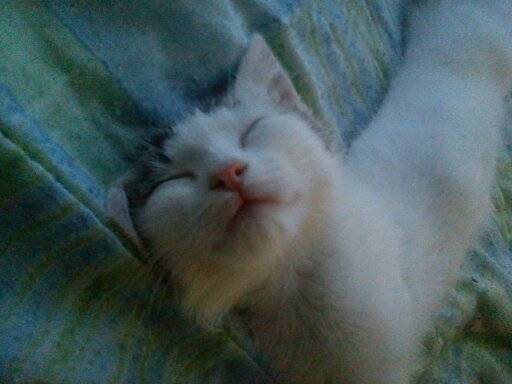 Juvia - (7 mois)