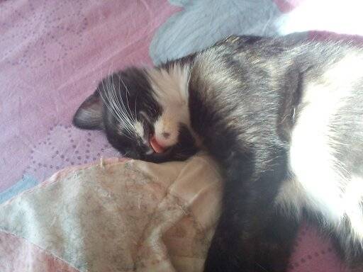 Levy - (3 mois)
