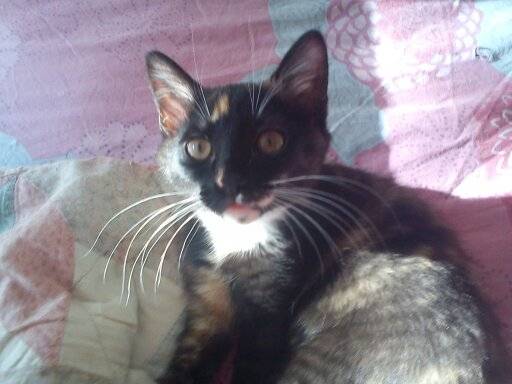 Levy - (3 mois)