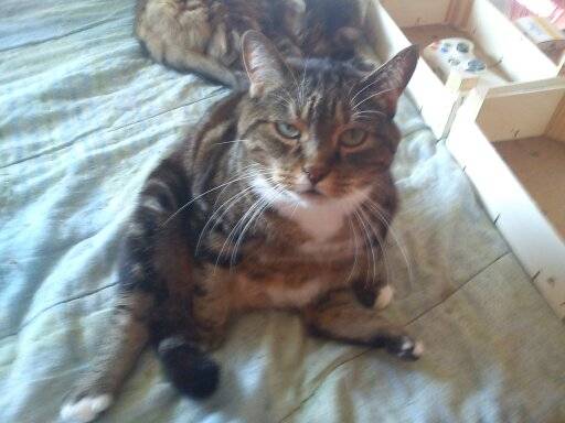 Choupette - (11 ans)