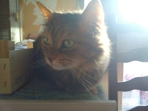 Chipie - (6 ans)