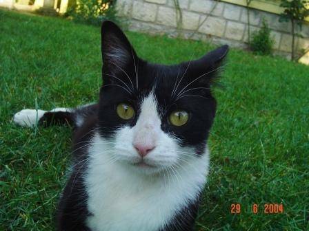Nikita (décédée) -