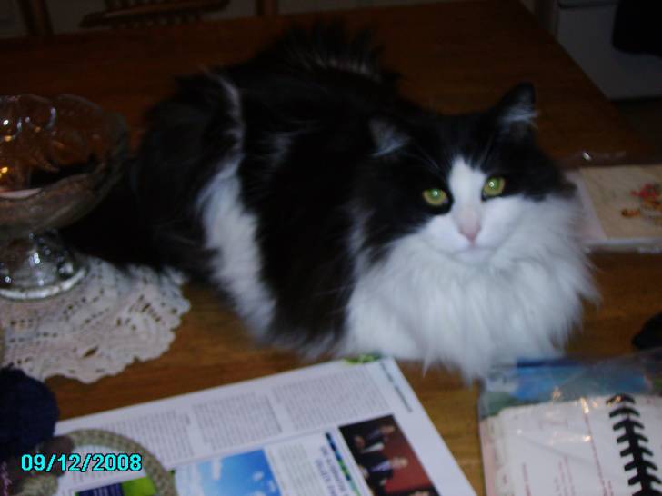 felix - Mâle (4 ans)